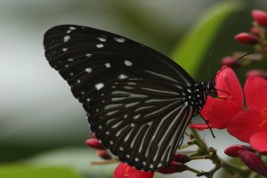 Můra a černý motýl článek